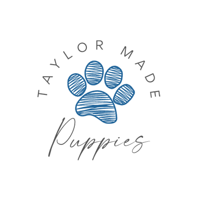 Australian Labradoodle Puppies by Taylor Made Puppies in Utah