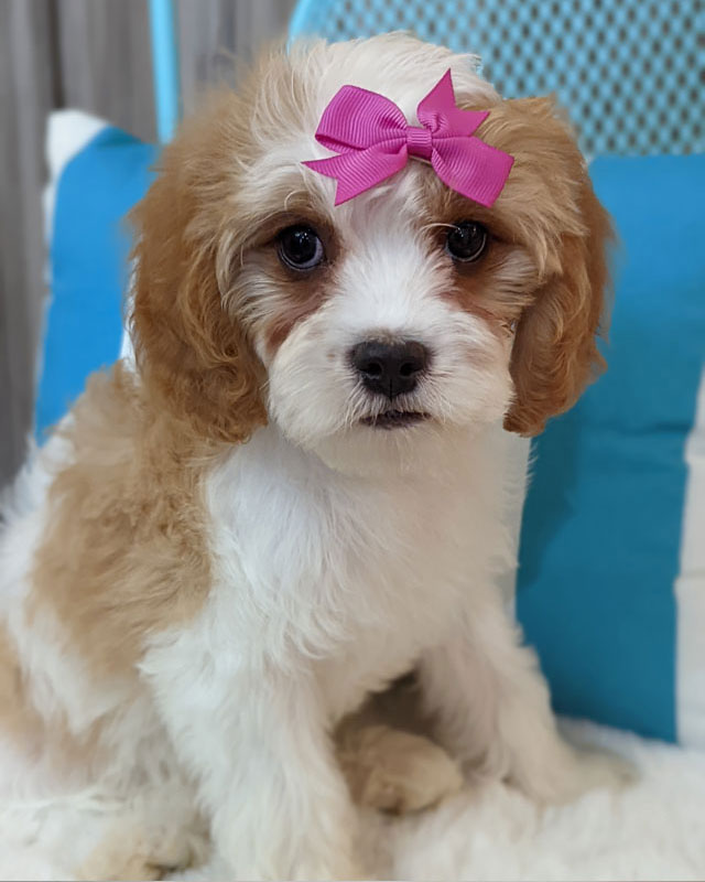Cavapoo Puppy in Utah