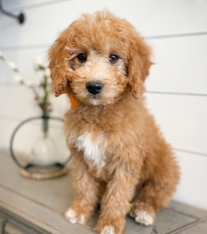 Mini Goldendoodle Puppies in Utah