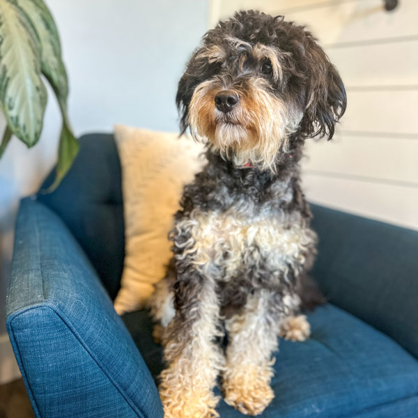 Cavapoo Mom