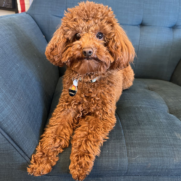 Chewy - Poodle Dad