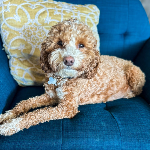 Mini Goldendoodle Mom