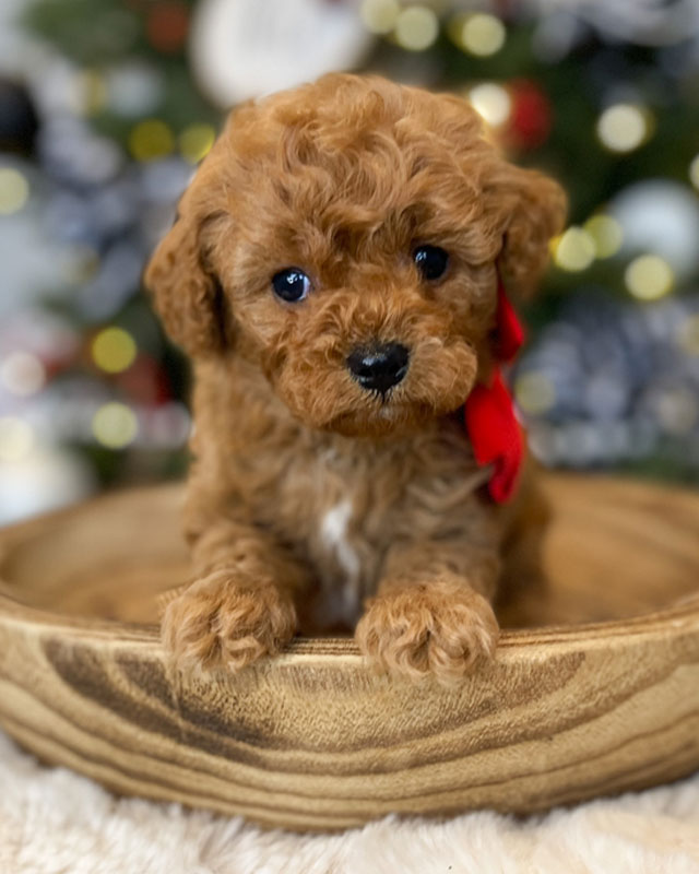 Cavapoo Mom