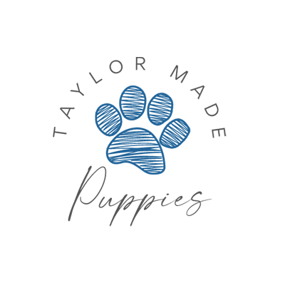Cavapoo Puppies by Taylor Made Puppies in Utah