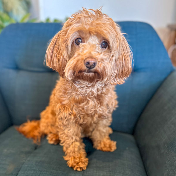 Mini Goldendoodle Mom