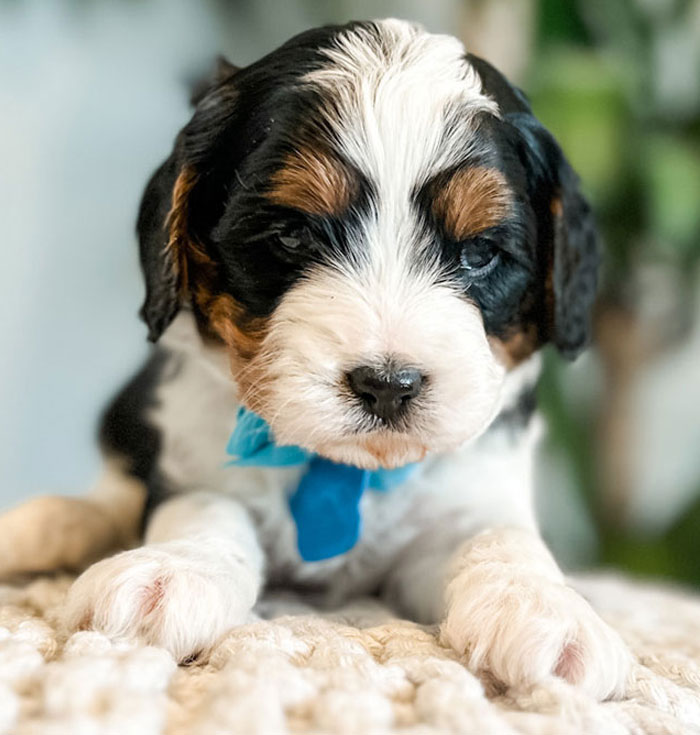 Cavapoo Puppies in Utah