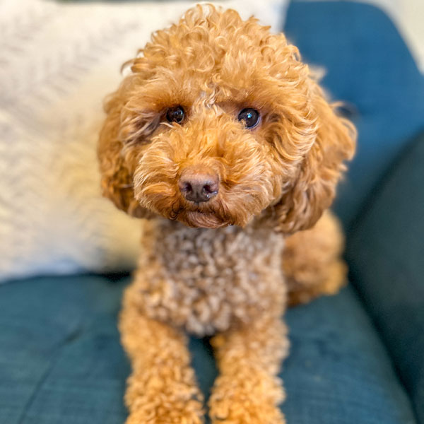 Mini Goldendoodle Mom