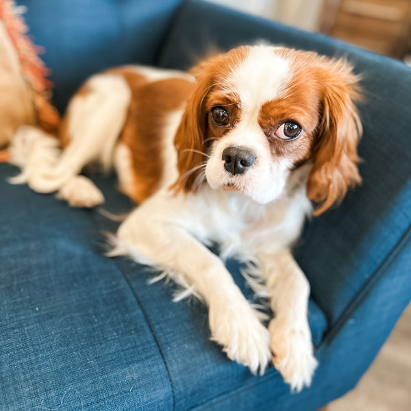 Cavapoo Mom