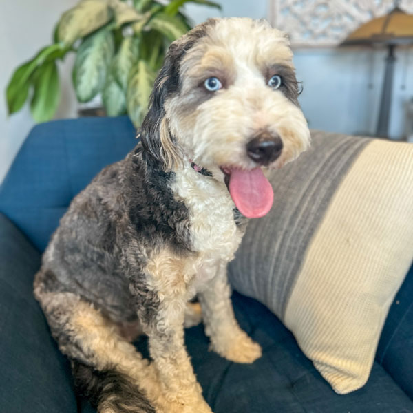 Cavapoo Mom