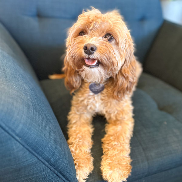 Trixie - Cavapoo Mom