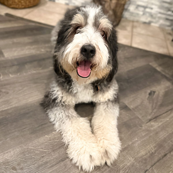 Yeti - Bernese Cavapoo Mom